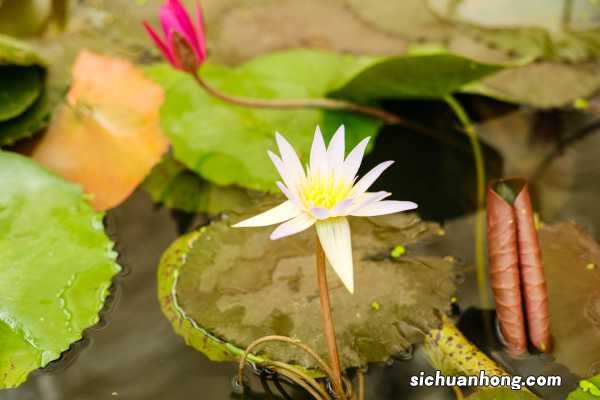 睡莲种植的条件有哪些