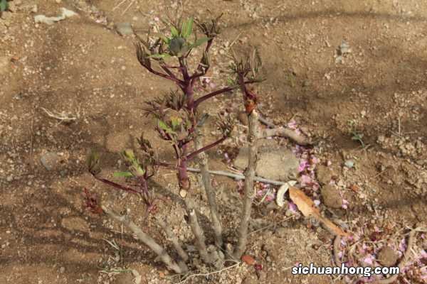 50年的牡丹,110年的仙人掌,这些花岁数竟比你还大!