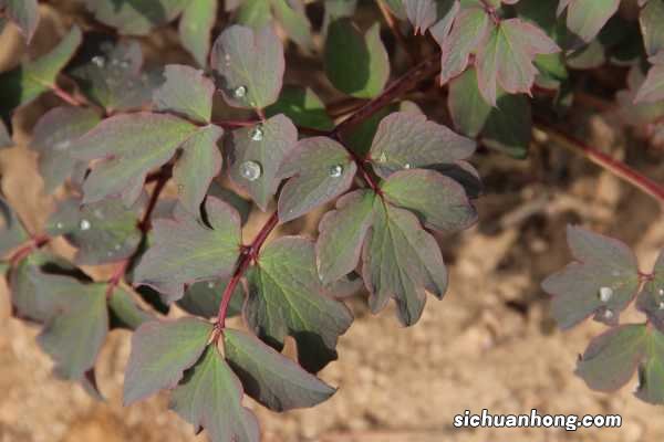 50年的牡丹,110年的仙人掌,这些花岁数竟比你还大!