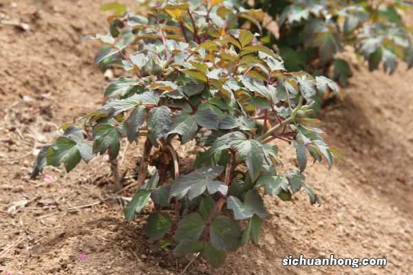 50年的牡丹,110年的仙人掌,这些花岁数竟比你还大!