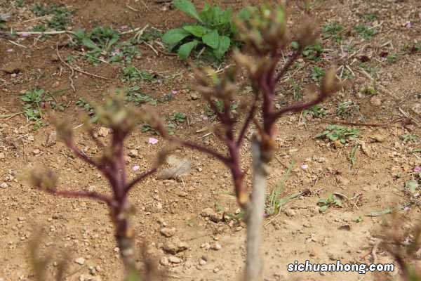 50年的牡丹,110年的仙人掌,这些花岁数竟比你还大!
