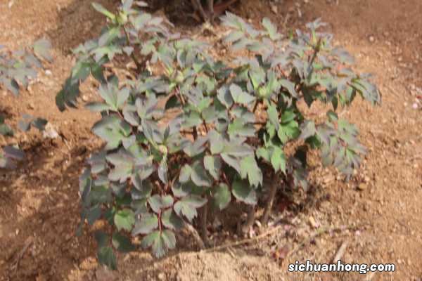 50年的牡丹,110年的仙人掌,这些花岁数竟比你还大!