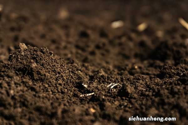 冬天之前,给花浇点“它”,土壤不结块儿,植物长得旺