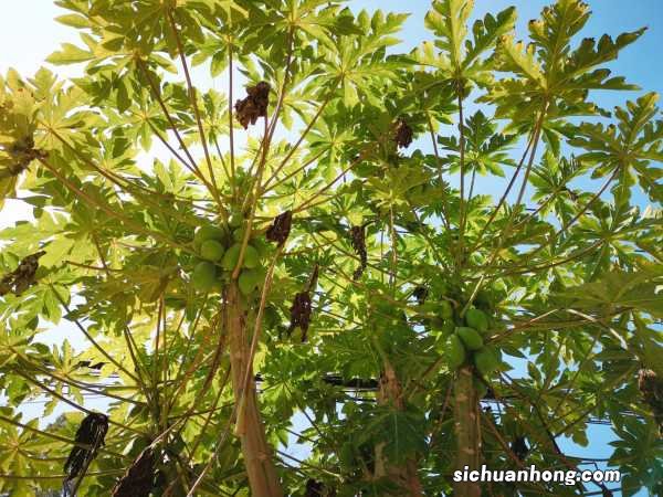 木瓜树种植方法