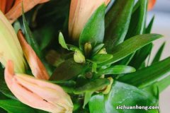 百合花什么时候种最合适