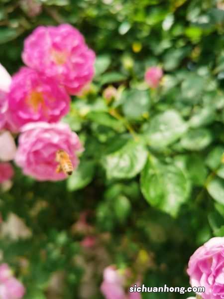 蔷薇花的养殖方法