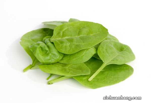 怎样种菠菜出苗快