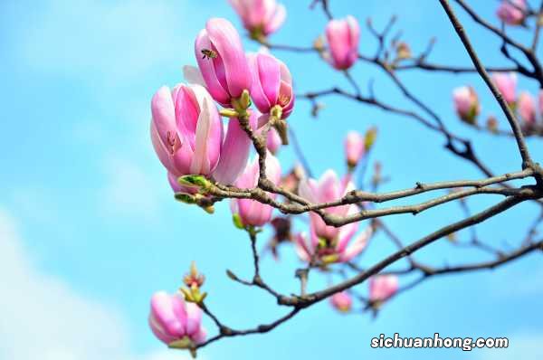 白兰花和黄角兰一样吗?