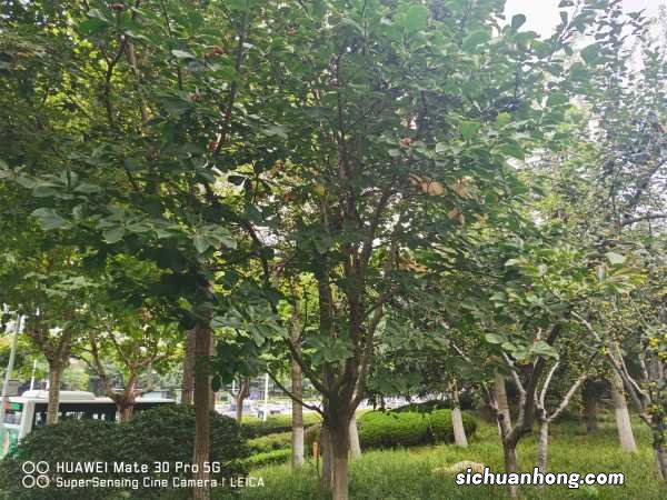 白兰花和黄角兰一样吗?