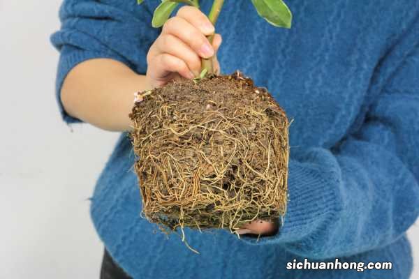 金边瑞香的养殖方法和注意事项