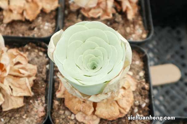 耶罗粉山地玫瑰怎么养