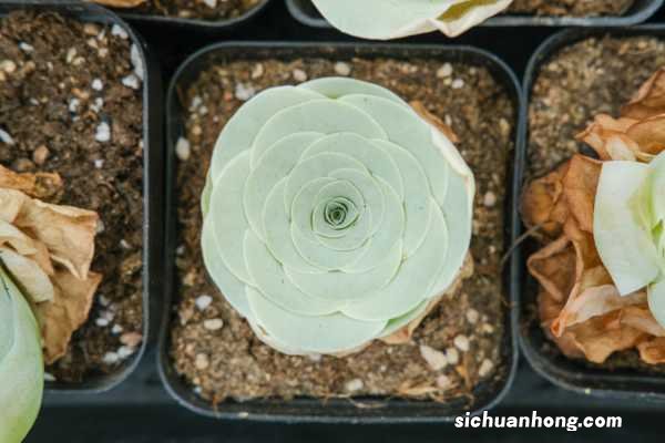 耶罗粉山地玫瑰怎么养