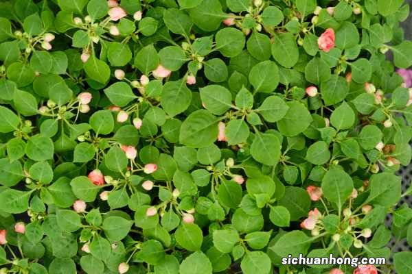 凤仙花秋天怎么养