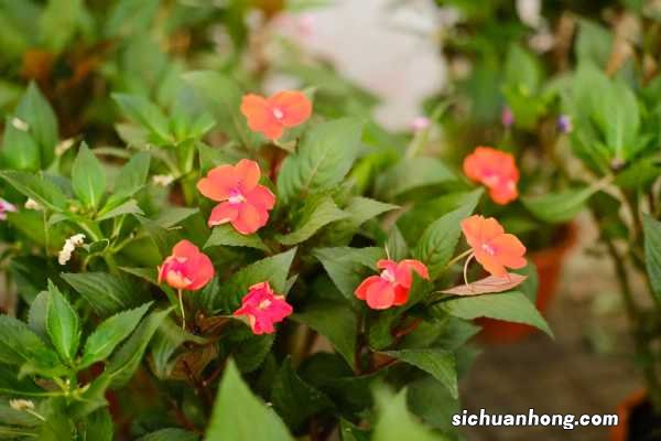 凤仙花秋天怎么养