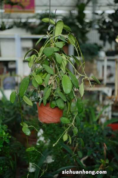 球兰秋天怎么养