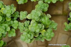 碰碰香秋天怎么养