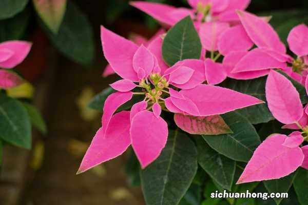 一品红秋天怎么养