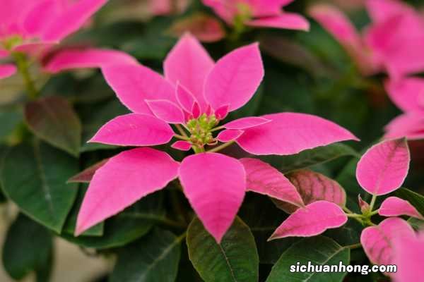 一品红秋天怎么养