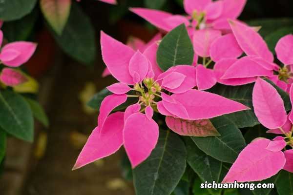 一品红秋天怎么养