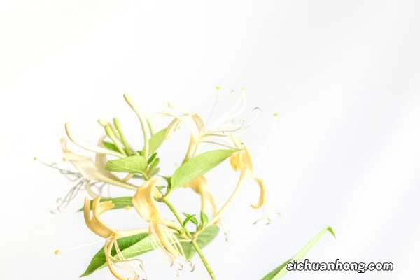 金银花秋天怎么养