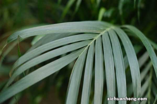 散尾葵的养殖方法和注意事项