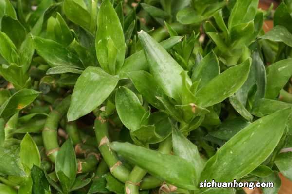 富贵竹怎么土养