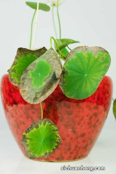 碗莲秋天怎么养