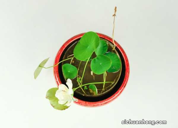 碗莲秋天怎么养