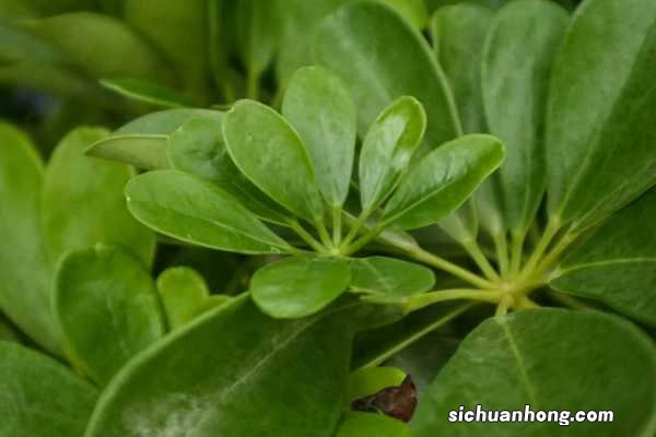 鹅掌柴是招财树吗