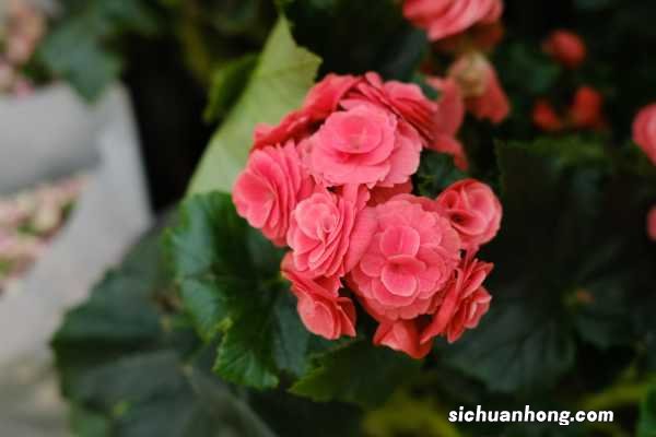 丽格海棠如何打顶