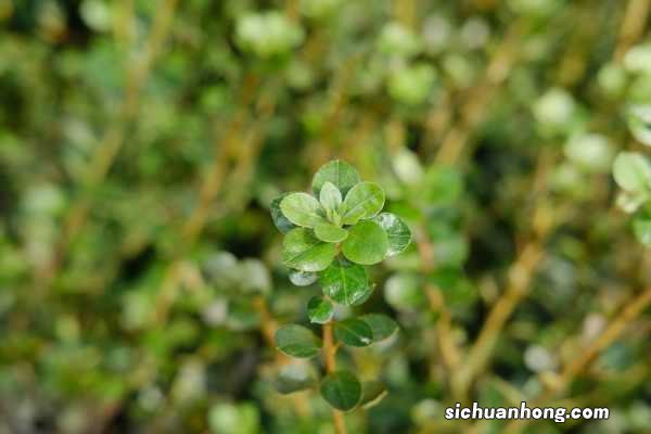 西洋鹃为什么难养活