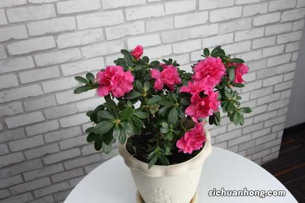 西洋鹃为什么难养活