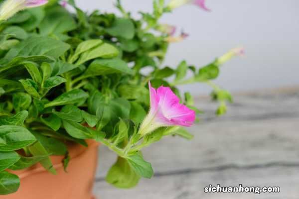 矮牵牛秋天怎么养