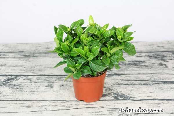 栀子花花期后怎么养护