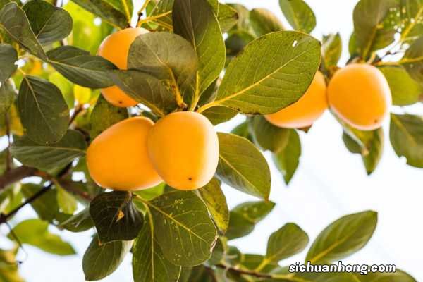 柿子发涩麻嘴巴，往皮上抹点“酒”，放3天，拿出来香甜可口！