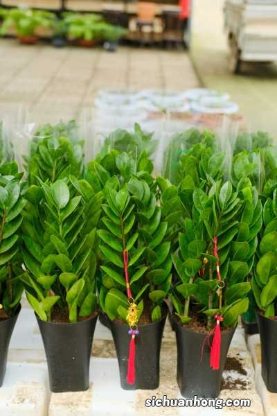 金钱树开花吗？