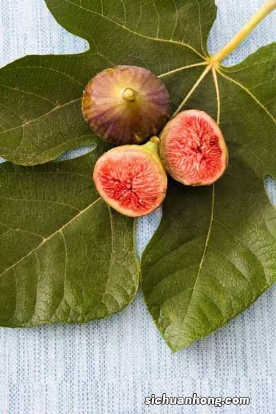 无花果不用买,掐个枝条种阳台,结果多得吃不完!