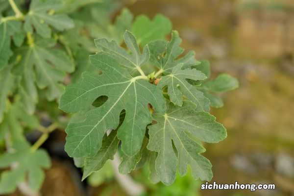 无花果不用买,掐个枝条种阳台,结果多得吃不完!