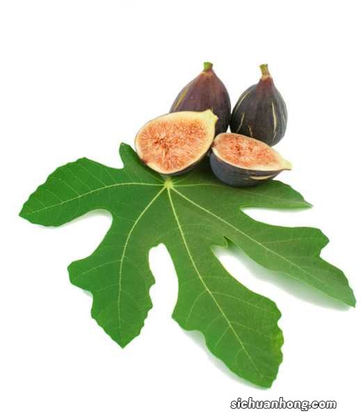 无花果不用买,掐个枝条种阳台,结果多得吃不完!