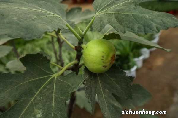 无花果不用买,掐个枝条种阳台,结果多得吃不完!