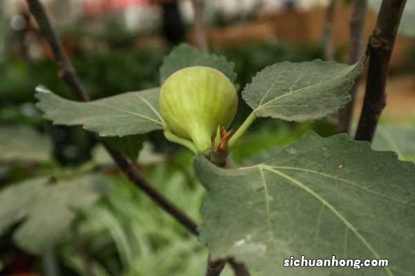 无花果不用买,掐个枝条种阳台,结果多得吃不完!