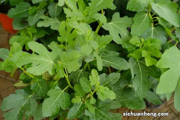 无花果不用买,掐个枝条种阳台,结果多得吃不完!