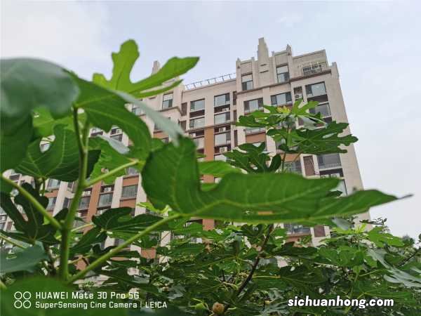 无花果不用买,掐个枝条种阳台,结果多得吃不完!