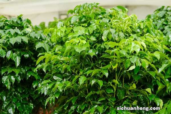 绿宝树的养殖方法和注意事项