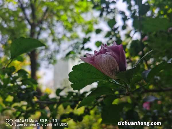 木槿秋天怎么养