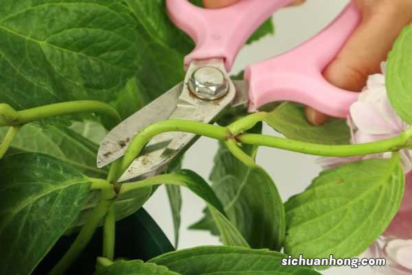 绣球花秋天怎么养