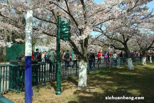 中国樱花的养殖和管理