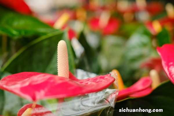 红掌叶子发黄怎么办