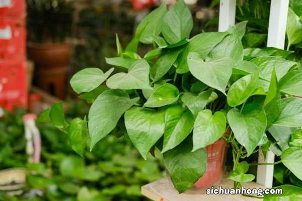 刚剪下的绿萝怎么水养