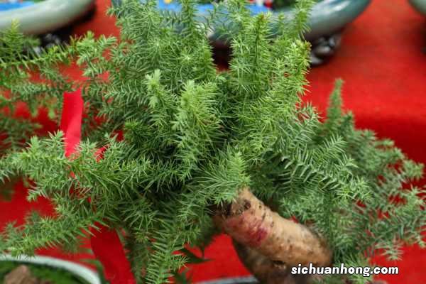 澳洲杉盆景怎么修剪